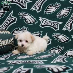 Odera, Maltipoo Puppy